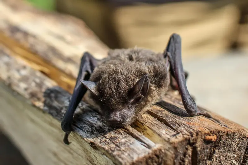 Bat Exclusion