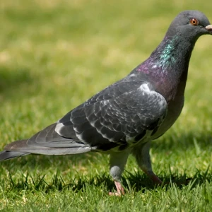 Bird Control in Orlando, FL