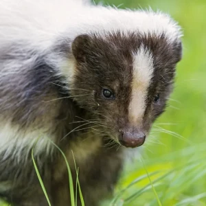 Skunk Control in Hardee County, FL