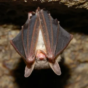 Bat Exclusion in Brevard County, FL