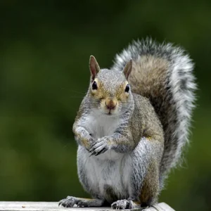Squirrel Control in Windermere, FL