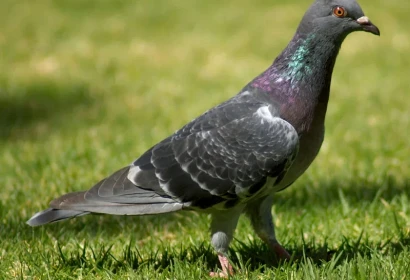 Birds