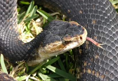 Snakes