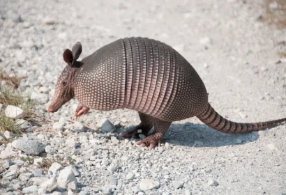 Armadillos