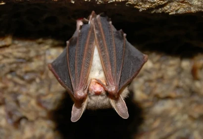 Bats