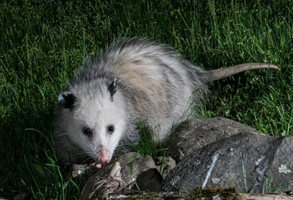 Opossums