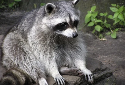 Raccoons