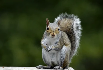 Squirrels