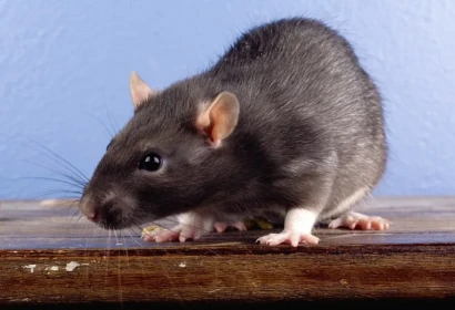 Rats
