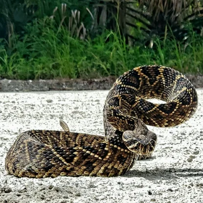 Florida Venomous Snake Guide