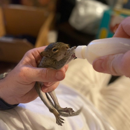 Wildlife Rehabilitator