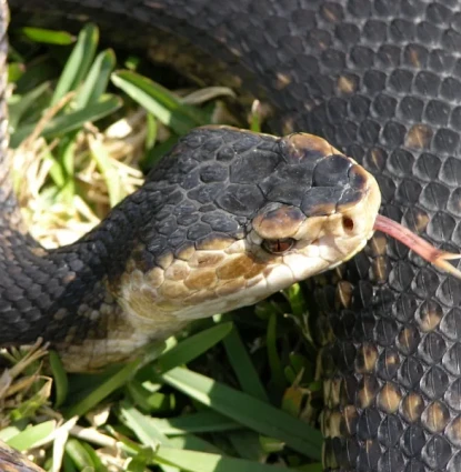Snake removal in Central Florida