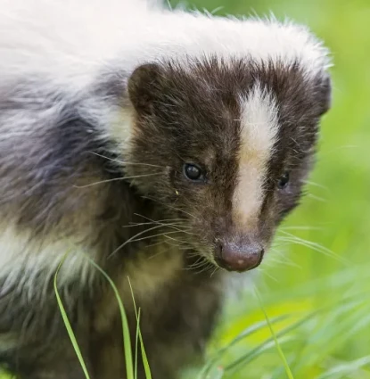 Skunk removal in Central Florida