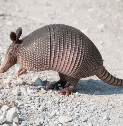 Armadillo removal in Central Florida