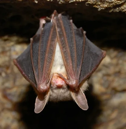 Bat removal in Central Florida