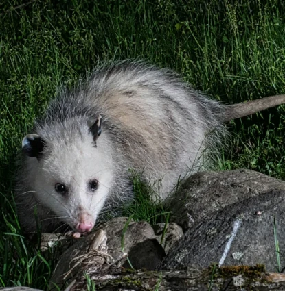 Opossum removal in Central Florida