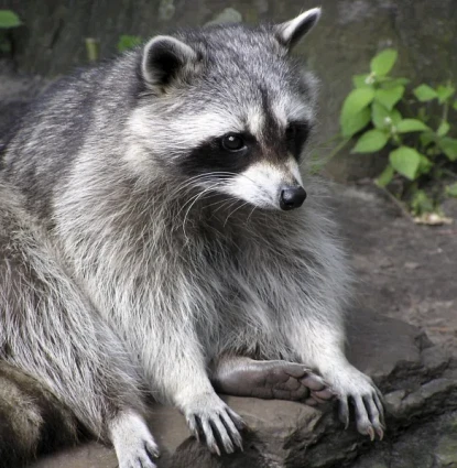 Raccoon removal in Central Florida