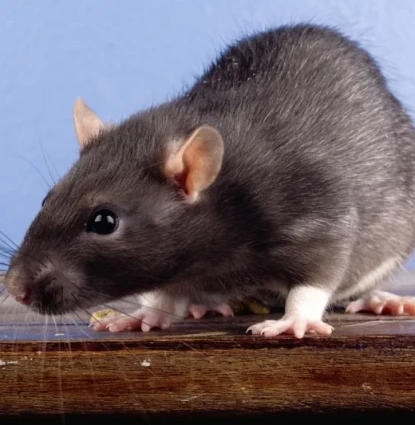 Rat removal in Central Florida