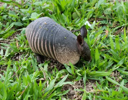 Armadillo Removal in Central Florida: Trapping, Laws, and Yard Damage