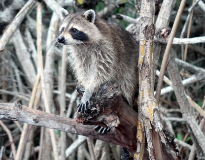 How Much Does Wildlife Removal Cost in Central Florida?