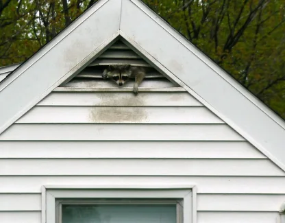 Wildlife Removal vs Pest Control: What Each Actually Handles in Florida