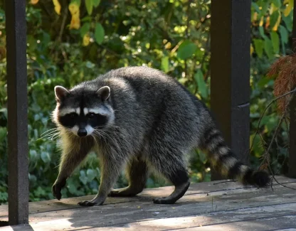 Florida Rabies Cases by County and Species, 2022 to 2025: Central Florida's Numbers From the Department of Health