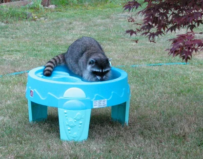 Florida Nuisance Wildlife Laws by Species: What a Homeowner May and May Not Do
