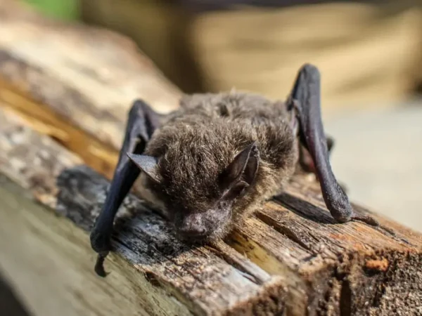 Close-up of a bat resting on a wood beam