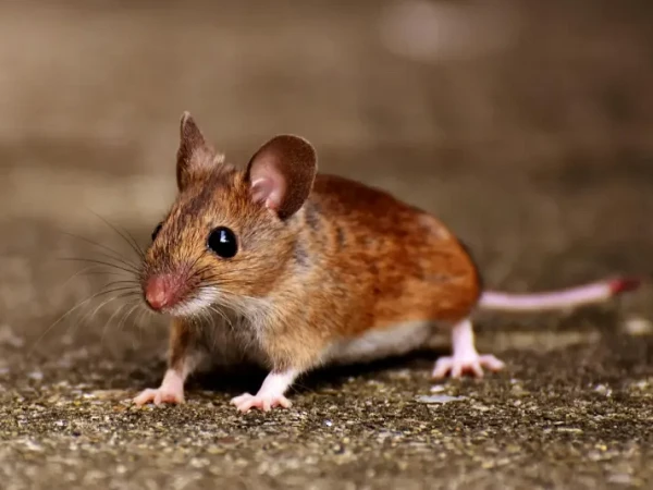 House mouse close-up portrait