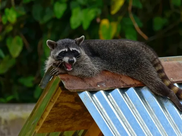 Raccoon resting on a metal roof
