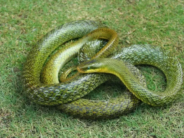 Snake Removal