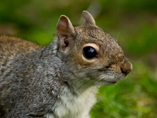 Close-up portrait of a grey squirrel