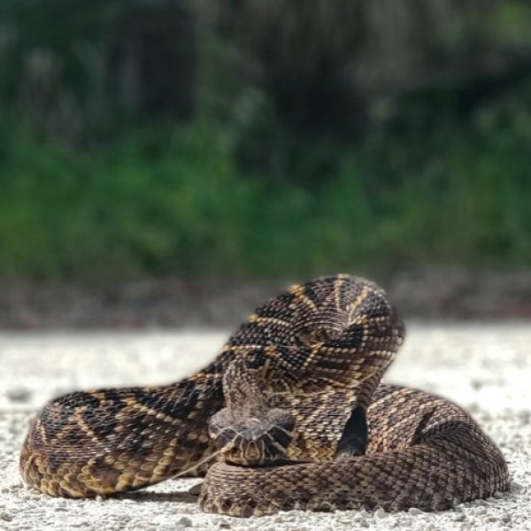Central Florida Snake Removal