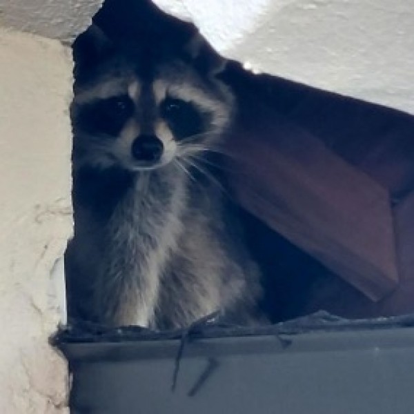 Raccoon in your attic?  Let Dr. Critter come to the rescue!