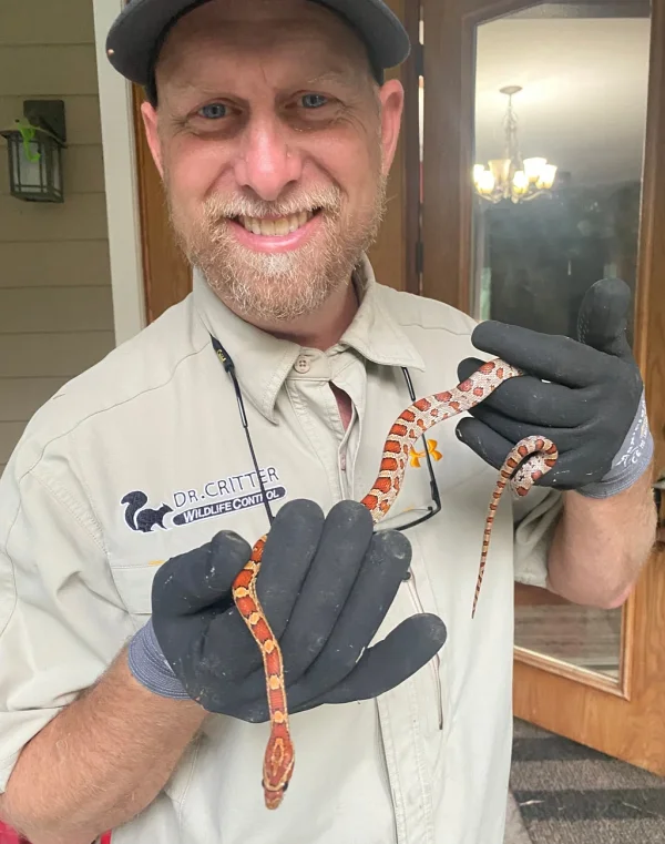 Steve DeMoor, Dr. Critter founder and lead wildlife technician — Florida FWC Nuisance Wildlife Trapper since 1996