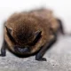 Florida Bat Removal Laws: What Homeowners Must Know Before Calling Anyone