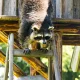 Wildlife Control vs. Pest Control: Which One Do You Actually Need in Central Florida?