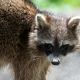 Is Raccoon Poop Dangerous? Health Risks in Florida Attics