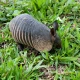 Armadillo Removal in Central Florida: Trapping, Laws, and Yard Damage