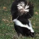 Skunk Removal in Central Florida — Smell, Den Sites, and Humane Eviction