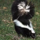 Skunk Removal in Central Florida — Smell, Den Sites, and Humane Eviction