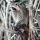 How Much Does Wildlife Removal Cost in Central Florida?