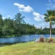 Central Florida Wildlife Activity Calendar: Which Animals Get Into Homes, and When