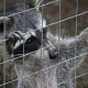 Florida Nuisance Wildlife Trapping Law, Species by Species