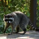 Florida Rabies Cases by County and Species, 2022 to 2025: Central Florida's Numbers From the Department of Health