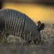 Armadillo Holes in Your Florida Yard: How to Tell, What They Mean, and What to Do