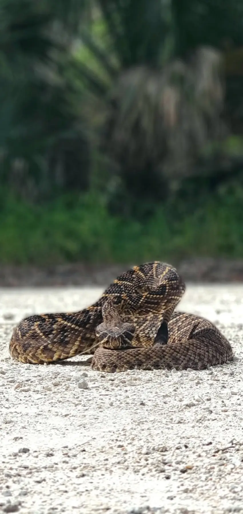 Coiled rattlesnake on a sandy road