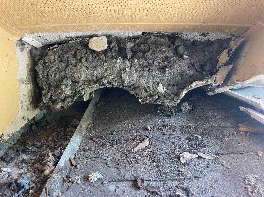 Pest Control or Wildlife Control - what do I need?