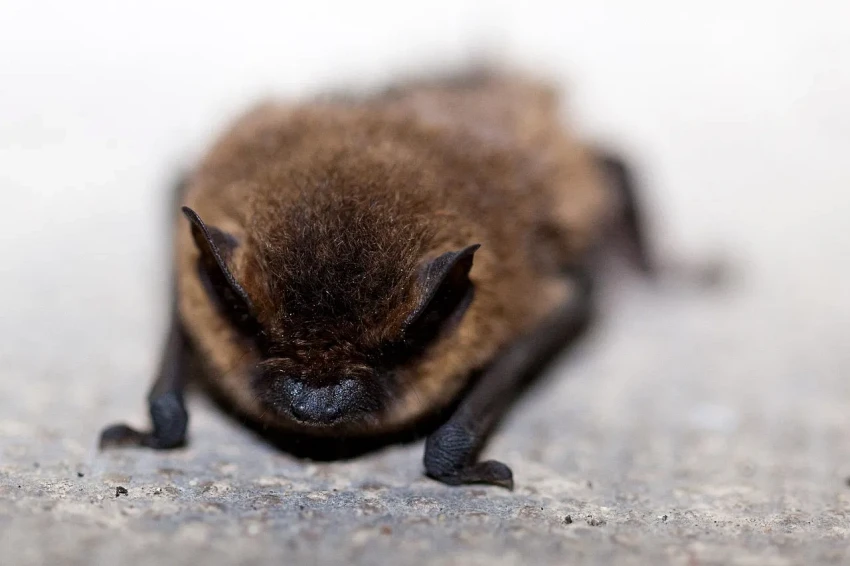 Florida Bat Removal Laws: What Homeowners Must Know Before Calling Anyone
