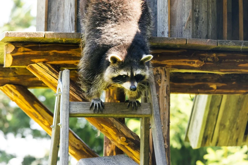 Wildlife Control vs. Pest Control: Which One Do You Actually Need in Central Florida?